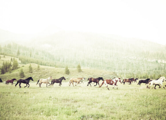 Running with horses